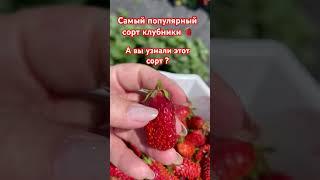 Самый популярный сорт клубники Купчиха #дача #огород #садоводничество  #сад #клубника