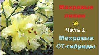  Махровые лилии. Часть 3. Махровые лилии ОТ-гибридов