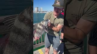 Black drum on ultra light! #feathersandfins#fishing#fyp