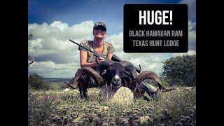 Hunting a GIANT 44 inch Black Hawaiian Ram at Texas Hunt Lodge - Texas Exotic Hunt Series