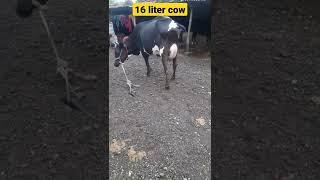 16 litter cow #short । highest milking cow in world