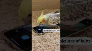 Bro really said #funny #funnypetslife #funnyvideo #pets #funnypetsmoments #cute #birds #parrot