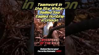 Winged Hunters: White-Bellied Sea Eagles in Synchronized Pursuit