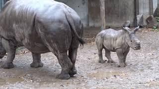 Zoo Schwerin  Kleiner Rundgang am 07 10