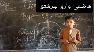 Humans Digestive System In Sindhi | Part's, Functions & How It Works | Class 7 Science