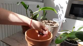 Пересадка каттлеи. Цветение каттлеи
