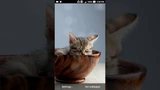 baby cat wallpaper