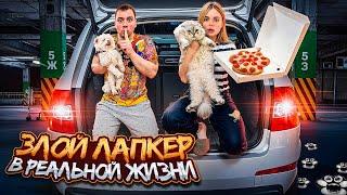 ЗЛОЙ ЛАПКЕР В РЕАЛЬНОЙ ЖИЗНИ | 24 ЧАСА В БАГАЖНИКЕ С КОТОМ И СОБАКОЙ