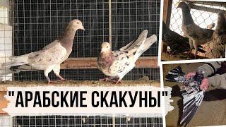 Туркменские бойные мраморные голуби   | Turkmen Pigeons