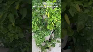 1 Minute Garden Tour #gardening #gardentours #vegetablegarden #backyardgardening