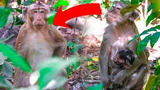 OMG!! Escape from the big monkey man who quickly chases after Mamo and her