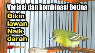 SIRTU/CIPOH GACOR AMPUH BUAT PANCINGAN DAN MASTERAN