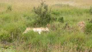 Family of young lions with a baby. Maasai Mara, Kenya