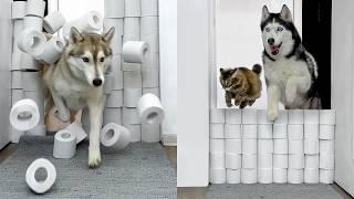 Husky and Cat Team Up to Destroy a Toilet Paper Wall Challenge! Funny Dog video