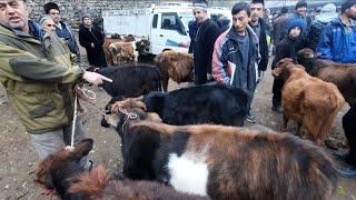 Молбозори Панчакент чоршанбе бозор шурча 16 11 2022.