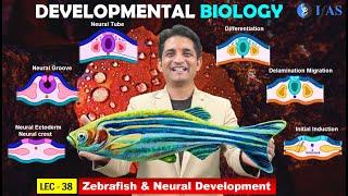 CSIR NET JUNE 2025 I Developmental Biology I Lecture 38 I Zebrafish & Neural Development I IFAS