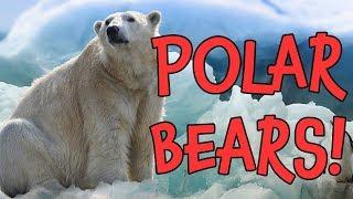 Polar Bears! Learn Fun Polar Bear Facts for Children