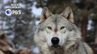 Colorado Experience: Return of the Wolf