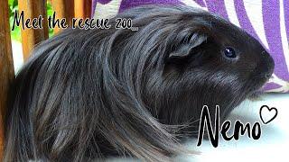 Nemo the Disabled Guinea Pig  | Meet My Rescue Pets | Special needs / birth defect