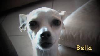 Howling Chihuahuas with Johnny G