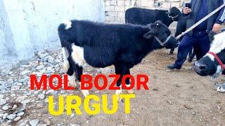 MOL BOZOR URGUT MAVOSLAR NARXI SIGIRLAR NARXI MOL BOZOR SAMARQAND PIRAVDA MOL BOZORI MOL BOZOR ZUR