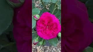 Watch my personal growing review of Rose ‘ frilly cuff’ from @PeterBealesRoses now #gardenerben