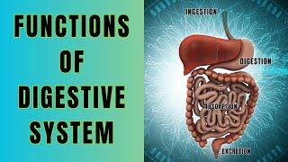 Functions of Digestive System || Ingestion, Digestion, Absorption and Excretion #biologyexams4u u