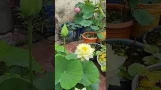 My Beautiful Home Lotus Garden with Lots of bird chirping.