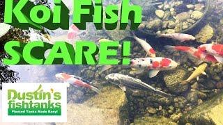 Water Garden Pond Spring time opening Tips, Koi fish Pond Scare with a Predator
