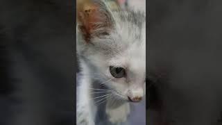 Amazing Kitten #amazing #cat #kittens #furry #furrbabies #fbreels #viral #viralvideo