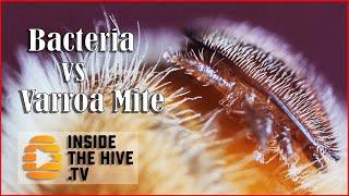 Honey bee Apis mellifera saved by a GMO bacteria? New Varroa mite treatment for apiaries.