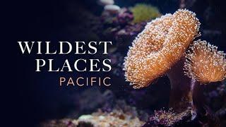Wildest Places: Pacific Coral Cities