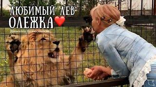 ️АЛИ (Олежка) - мой ласковый и нежный зверь! Как это было 2 года назад. Safari park Taigan