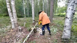 Китайские бензопилы против леса. расчистка участка