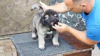 Kavkaski ovčar , Caucasian shepherd puppy 42days old