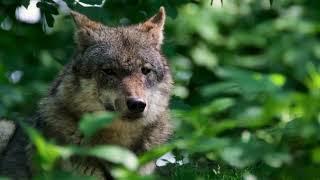 Wolf Videos | #wolf | Wolves Royalty Free Videos Stock Footage | Cute Owl Edu |  @yashpatwardhan