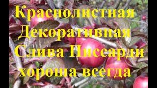 Слива краснолистная декоративная Писсарди. Яркое украшение сада, необычное цветение и плоды.