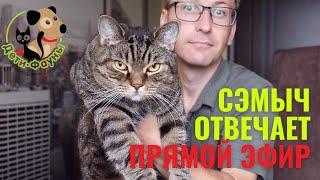 Ответы на вопросы о кошках и собаках 30.06.2024