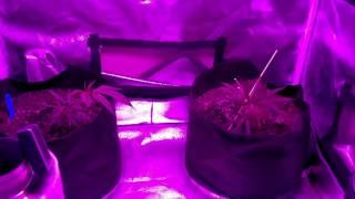 PDX led Grow 2 ep 1