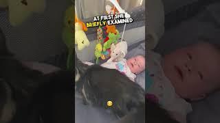 Cat comforts crying baby  #shorts
