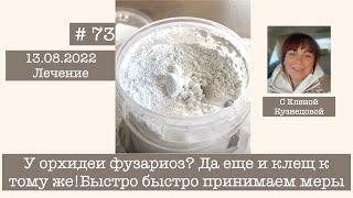 # 73 У орхидеи фузариоз? Да еще и клещ к тому же! Быстро быстро принимаем меры