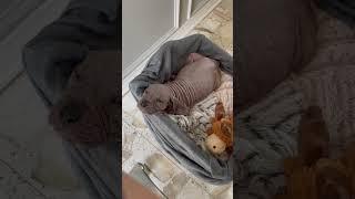 Hairless Pup Spikes A Fever—We’re Heading To The Vet Now, And We Need Your Help! [STORY BELOW]