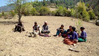 dharme brother's family in their farm field for farming || Rural Nepal || village farming in Nepal |