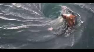 The Final Moments of James Cockle: Tragic Whirlpool Incident (2013 Footage)