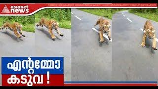 Tiger chases bike riders in Wayanad