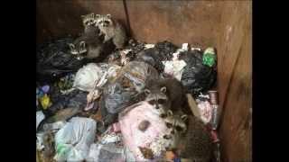 Семья енотов попала в западню. Family of raccoons trapped