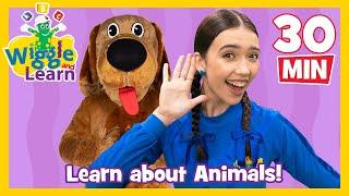 Wiggle and Learn - Animals!  Educational Video for Toddlers  Kids Preschool Songs  The Wiggles