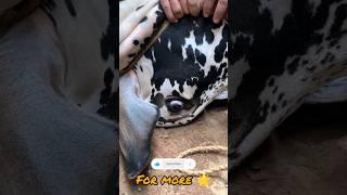 Bye bye  #qurbani #mandi #bakraeid2023 #cow #cowmandi #mandivlog #tiktok #facebook #instagram