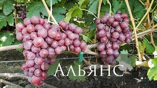 Гибридная форма винограда Альянс