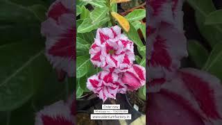 Rare Imported Adenium Plant Online Shopping At Best Price 🪴 #adenium #desertrose #gardening